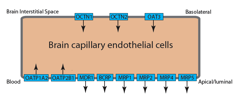 Transporter Localization in the Blood-Brain Barrier