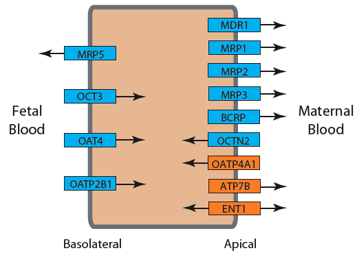 Important Transporter Localization in the Syncytiotrophoblast